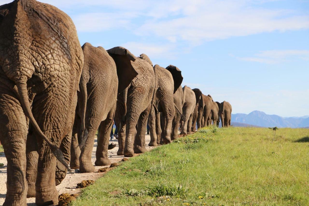 Knysna Elephant Park Lodge Plettenbergbaai Buitenkant foto